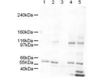 SmarcAL1 antibody