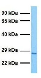 Claudin 8 antibody, C-term