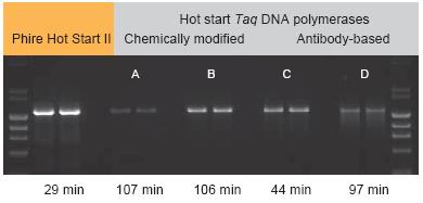 Thermo Scientific Phire热启动II D