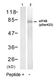 eIF4B (phospho Ser422) antibod