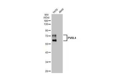 PVRL4 antibody [N1C1]