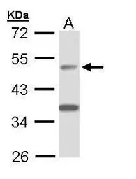 APBB3 antibody [N3C3]