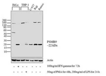 LMP2 antibody