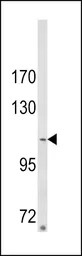 ARGBP2 antibody, N-term