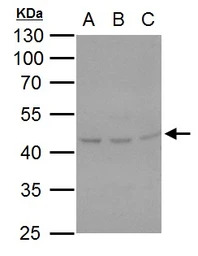 HSP47 antibody [N2C2], Interna