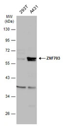 ZNF703 antibody