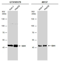 IDH1 antibody