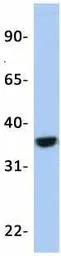OTX2 antibody, N-term