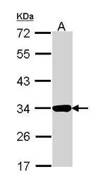 Annexin IV antibody