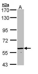 58K Golgi protein antibody [N1