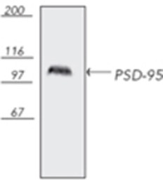 PSD95 antibody [7E3-1B8]