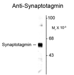 Synaptotagmin 1 antibody