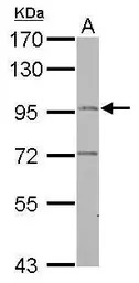 FLJ32786 antibody [N2C1], Inte