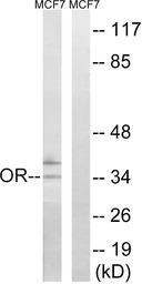 OR51H1 antibody
