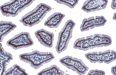 Chk1 (phospho Ser345) antibody