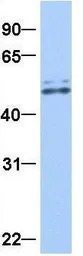 GRSF1 antibody, Internal
