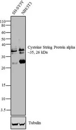 Cysteine String Protein alpha 