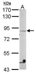 Vezatin antibody [N3C3]