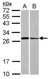 Syntaxin 3 antibody [N1C2]