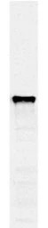 PDI1 antibody [38H8]