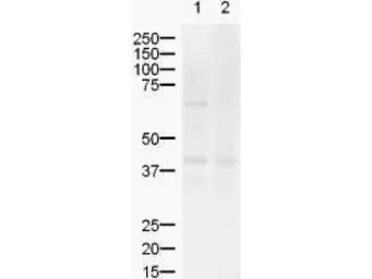 ZIC2 antibody