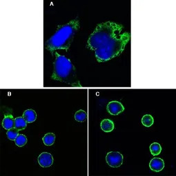 MPS1 antibody [7E3]