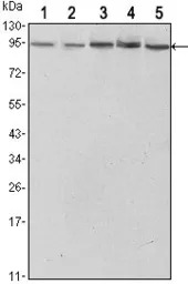 STAT3 antibody [3B5]