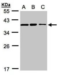 C9orf78 antibody [N1C2]