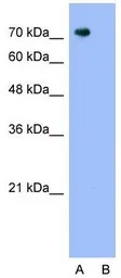 PANX2 antibody, N-term