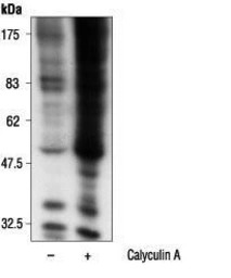 14-3-3 (phospho Ser) antibody 