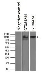 L1CAM antibody [2C7]