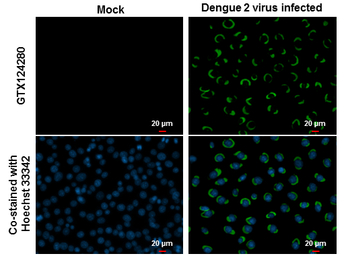 Dengue virus NS1 protein antib