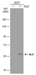 NLK antibody [N3C3]