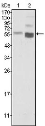 PTEN antibody [1B8]