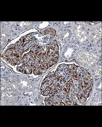 Nestin antibody [10C2]