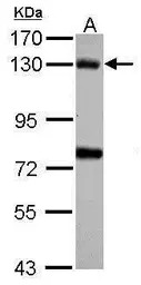BUB1 antibody