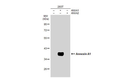 Annexin A1 antibody