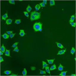 PDI antibody [RL90]