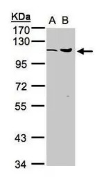 USP5 antibody [C1C3]