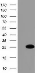 GSTA4 antibody [3F5]