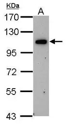 OSBPL6 antibody [C3], C-term