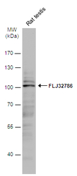 FLJ32786 antibody [N2C1], Inte