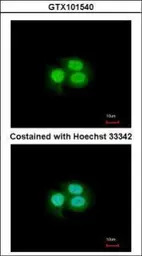 Musashi 1 antibody [N3C3]