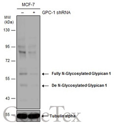 Glypican 1 antibody [N3C3]
