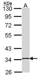SKAP55 antibody [N1C3-2]