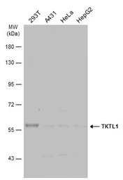 TKTL1 antibody [N1C1]