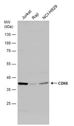 CDK6 antibody [N3C3]