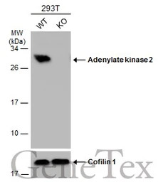 Adenylate kinase 2 antibody [N