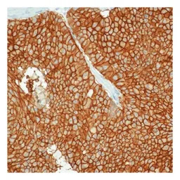 EpCAM antibody [VU-1D9]