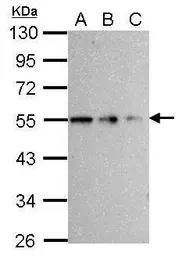 beta Tubulin antibody